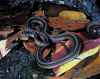 northern brown snake