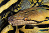 reticulated python