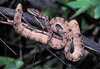 tree boa