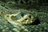 western diamondback