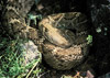 western diamondback