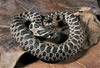 western hognose snake