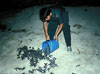 Baby Turtles Being Released