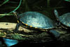 Common Cooter