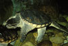 Common Snapping Turtle