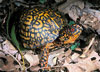 Eastern Box Turtle