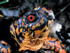 Eastern Box Turtle