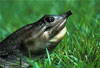 Soft Shelled Turtle