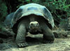 Galapagos Tortoise