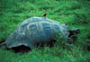 Galapagos Tortoise