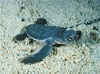 Green Sea Turtles Hatching