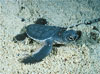 Sea Turtles Hatching