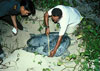 Green Sea Turtle