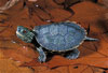 Map Turtle