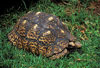 Leopard Tortoise