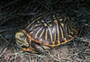 Ornate Box Turtle