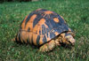 Radiated Tortoise