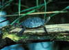 Red Eared Slider