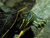 Red Eared Slider