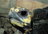 Red Footed Tortoise