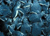 Sea Turtles Hatching