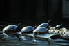 Western Painted Turtles