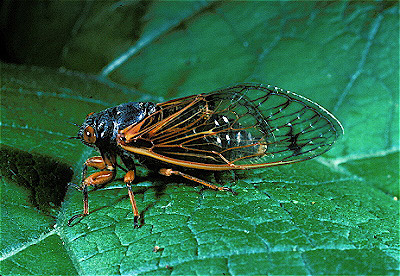 17-year cicada  Adult