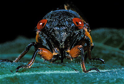 17-year cicada  Adults