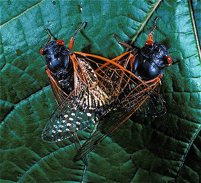 17-year cicada  Adults Mating