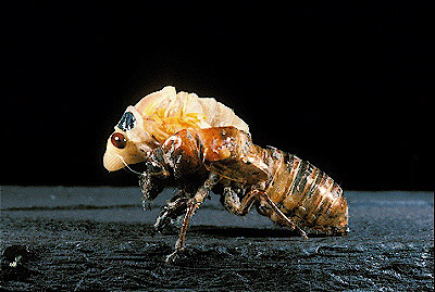 17-year cicada  Adult Molting