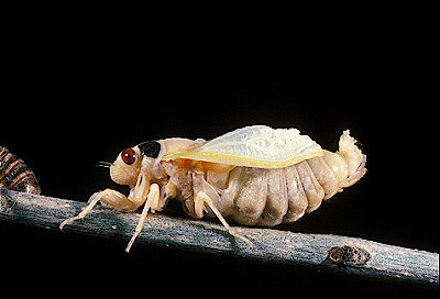 17-year cicada  Newly Molted Adult