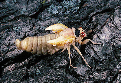 17-year cicada  Newly Molted Adult