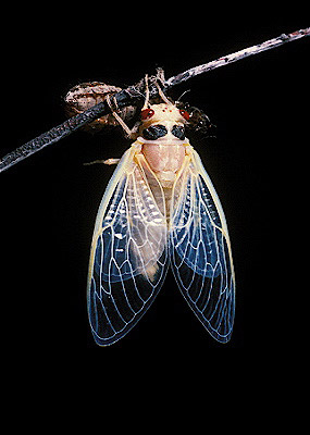 17-year cicada  Newly Molted Adult