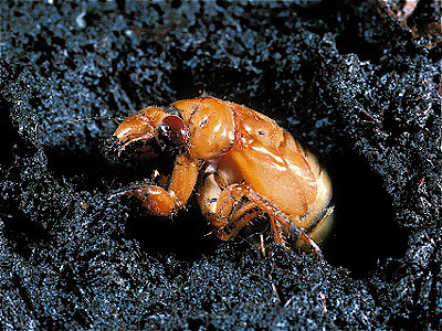 17-year cicada nymph