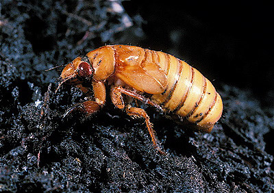 17-year cicada nymph
