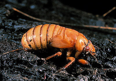 17-year cicada nymph