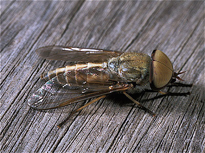 Horsefly