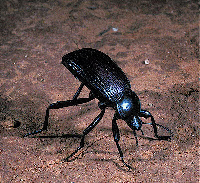 Darkling Beetle