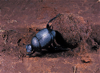 Dung Beetle