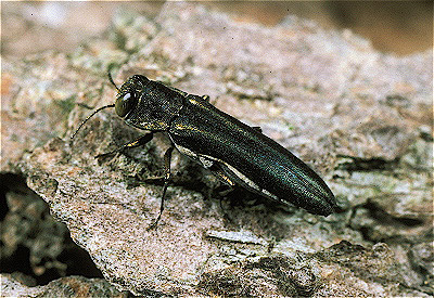 Emerald Ash Borer