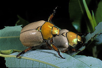 Goldsmith Beetle