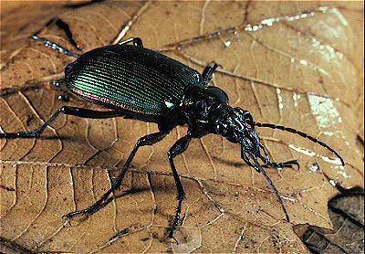 Ground Beetle