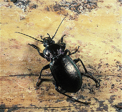 Ground Beetle