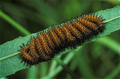 Leaf Beetle Larvae