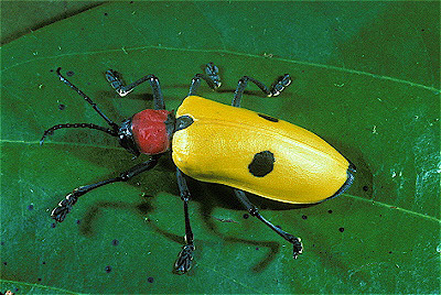 Leaf Beetle