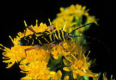 Locust Borer Beetle