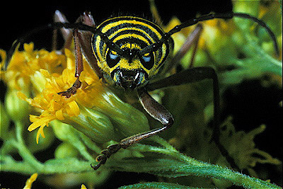 Locust Borer Beetle