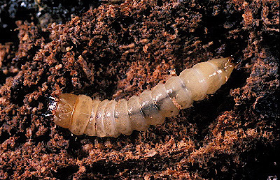 Leaf Beetle Larvae