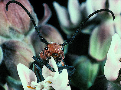 Milkweed Longhorn Beetle