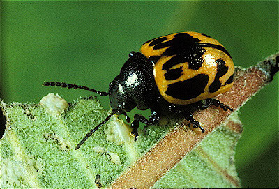 Milkweed Leaf Beetle